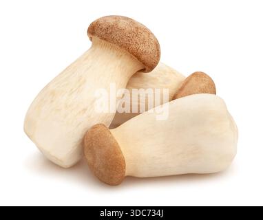 king oyster mushroom path isolated on white Stock Photo