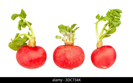 radish path isolated on white Stock Photo