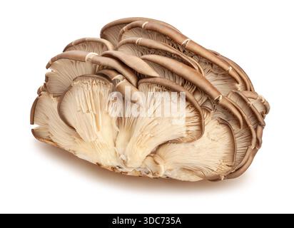 oyster mushrooms path isolated on white Stock Photo