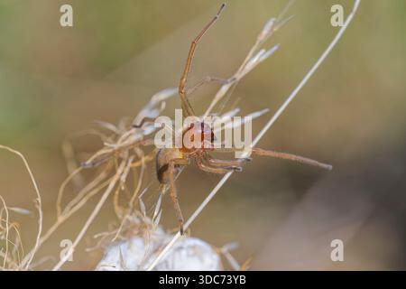 Ammen-Dornfinger Weibchen,Cheiracanthium punctorium, female Yellow sac spider Stock Photo
