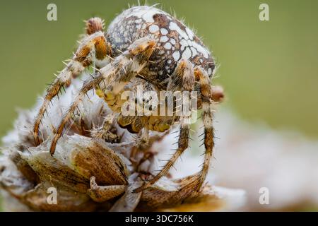 Gartenkreuzspinne, Araneus diadematus, European Garden Spider Stock Photo