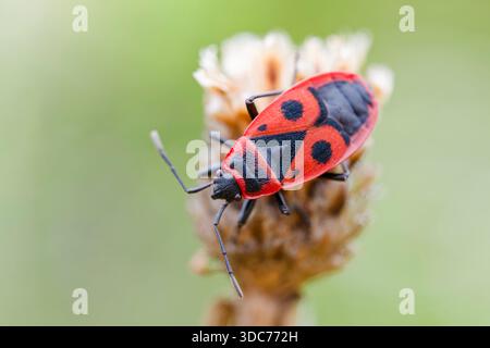 Gemeine Feuerwanze, Pyrrhocoris apterus, Fire Bug Stock Photo