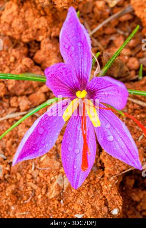 Saffron purple flower with yellow stamens raindrops thrives on rich reddish soil Stock Photo
