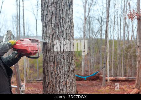 Worker operates chainsaw on ladder to cut down tree forest setting is cloudy Stock Photo