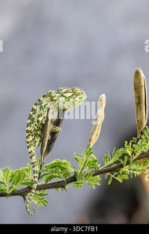Chameleon climbing on tree branch and leaves, Okahandja, Namibia - October 2025 Stock Photo