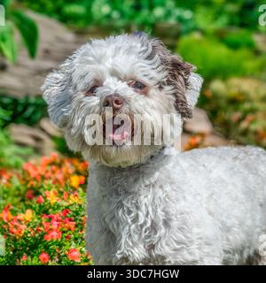 cavachon dog laughing Stock Photo