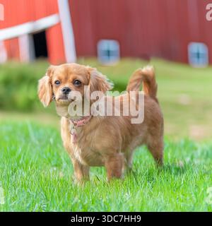 cavachon dog on a farm Stock Photo