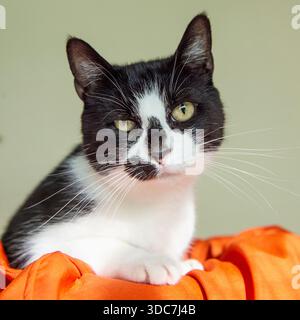 black and white cat indoors on an orange blanket Stock Photo