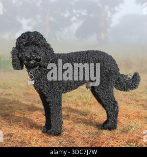 miniature poodle standing in autumn mist Stock Photo