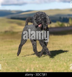 miniature  poodle trotting in the countryside Stock Photo