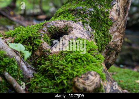 Hole in tree trunk close up, there is spider net inside the hole Stock Photo