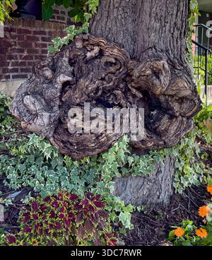 Burl growth on tree trunk Stock Photo