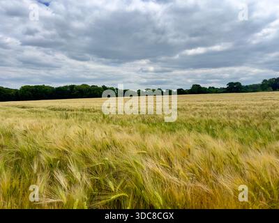 Golden barley field under dramatic skies in Tudeley, Kent, UK – rural landscape and agricultural scene Stock Photo