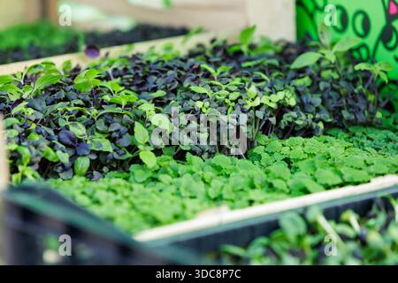 Young basil microgreens at farmers market. Close-up of fresh young basil microgreens growing in trays at a farmers market, concept of organic herbs, h Stock Photo