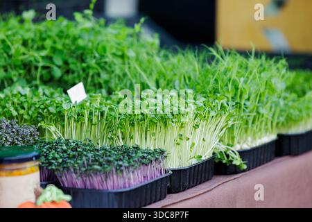 Assorted microgreens at local farmers market. Various types of fresh microgreens displayed at farmers market, concept of organic food, local farming a Stock Photo