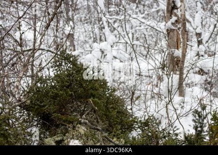 Canada, Quebec, 05 December 2025 : Snow covered forest branches and evergreen trees in cold winter woods Stock Photo