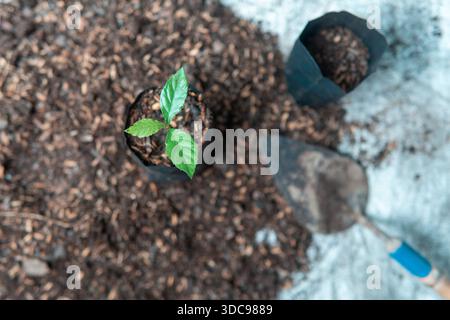 Close-up of seedling in polybag with garden tool on soil mix. Agriculture, growth, and reforestation concept for environmental projects. Stock Photo