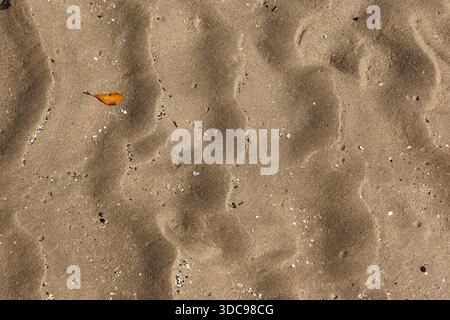 Sand with wave-like patterns and scattered leaves close-up abstract textured background Stock Photo