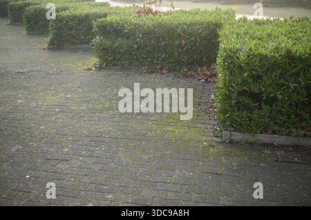 Pavement made of interlocking bricks covered with green moss and bordered by trimmed hedges Stock Photo
