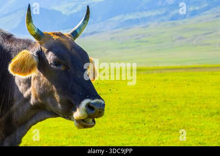Cow annoyed with flies in grassy meadow at summer day in mountainous pasture in Kyrgyzstan. Stock Photo