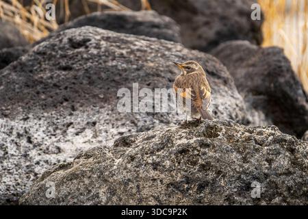 - Naumann's Thrush, Turdus naumanni, Close Up on Textured Rock, Brown and Orange Plumage, Japan Stock Photo