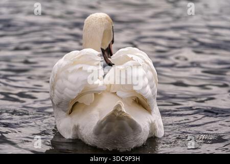 Elegant Swan Floating on Serene Water, Back View with Raised Wings, Soft Light Reflection Stock Photo