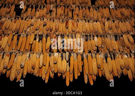 Corn on the cob studded with orange and yellow kernels hung up to dry in open air at Kumrovec, Krapina-Zagorje County, northern Croatia.  Sweetcorn drying displayed amid Old Village Museum exhibits of rural farming, crafts and everyday life beside humble birthplace of Marshal Josip Broz Tito (1892 - 1980), long-serving communist Prime Minister and President of former Yugoslavia. Stock Photo