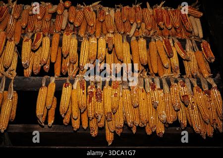 Corn on the cob studded with orange and yellow kernels hung up to dry in open air at Kumrovec, Krapina-Zagorje County, northern Croatia.  Sweetcorn drying displayed amid Old Village Museum exhibits of rural farming, crafts and everyday life beside humble birthplace of Marshal Josip Broz Tito (1892 - 1980), long-serving communist Prime Minister and President of former Yugoslavia. Stock Photo