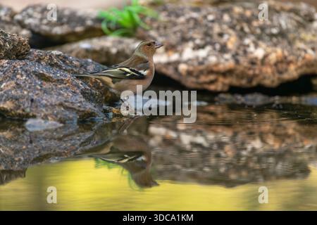 Common Chaffinch (Fringilla coelebs) bird standing on a rock at the edge of a small forest pond, its colorful plumage beautifully reflecting. Stock Photo