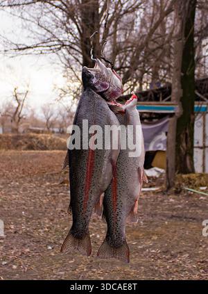 Freshly caught trout fish from a pond hanging on a hook Stock Photo