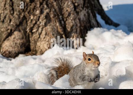 a squirrel in the snow Stock Photo