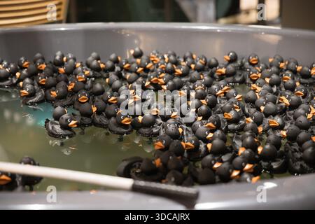Group of many black rubber ducks floating on water in a bath tub, with yellow beaks Stock Photo