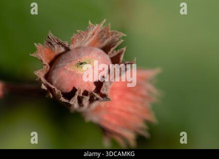 Close-up of two hazelnuts still growing on the bush. The background is green. Stock Photo
