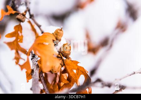 Orange autumn leaves covered in fresh white snow during a Utah winter. Stock Photo
