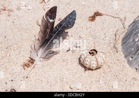 Sea urchin skeleton and bird feather on the beach, Playa Manglecito, Manglecito Beach, San Cristóbal Island, Galapagos Islands, Ecuador Stock Photo