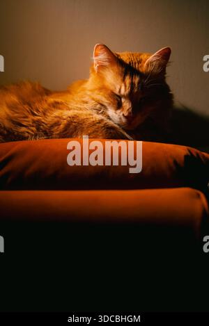 Ginger domestic cat sleeping soundly on an orange velvet cushion, resting peacefully with eyes closed in a warm, cozy, and relaxing home environment, enjoying a tranquil nap Stock Photo