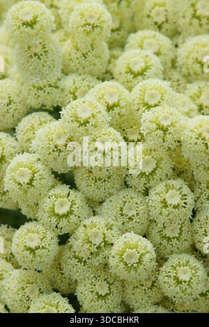 Santolina Lavender Cotton Santolina Rosmarinifolia Subsp santolina-lavender-cotton-santolina-rosmarinifolia-subsp