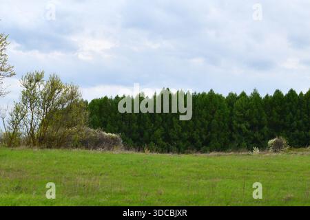 Thuja occidentalis 'Smaragd' grow in row Stock Photo