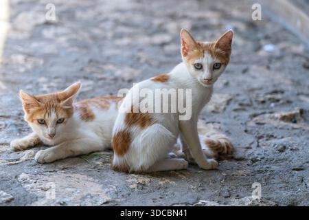 Two stray cats are resting on the street in Stone Town of Zanzibar Island, Tanzania, east Africa, close up Stock Photo