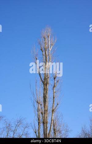 Populus nigra italica tree silhouette Stock Photo