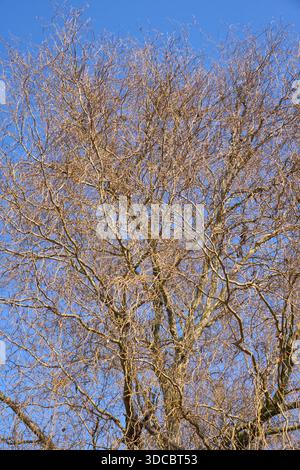 Salix babylonica tree in winter Stock Photo