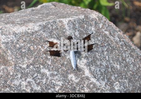 Dragon Fly On A Rock Stock Photo