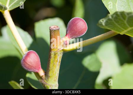 Close-up of small embryonic figs on a fig tree in an English garden in autumn, UK Stock Photo