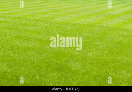 Close-up of a lush green, freshly mown and healthy looking lawn. Full frame background or texture Stock Photo