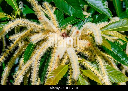 Castanea sativa, Sweet chestnut, tree in bloom. Cantabria, Spain, Europe Stock Photo