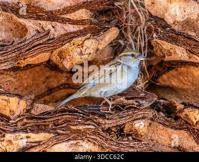 A view of a house sparrow in a tree on the Garden Route in the Western Cape, South Africa in springtime Stock Photo
