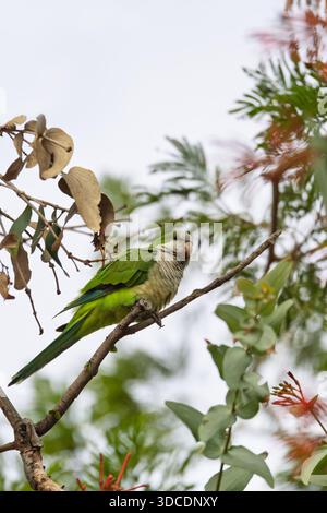 Monk parakeet (Myiopsitta monachus), known as the monk parrot, species of parrot in family Psittacidae. Corumba, South Pantanal Mato Grosso do Sul, Br Stock Photo