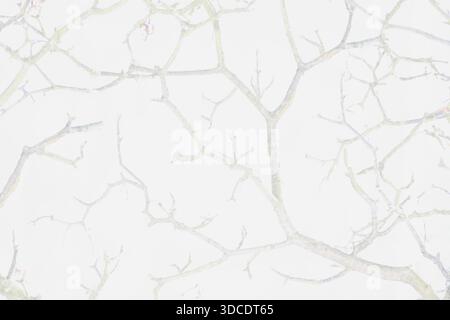Soft white minimalistic background, abstract branches texture Stock Photo