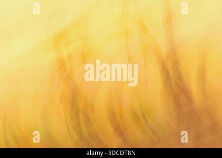 Abstract yellow gradient natural backgroung. Blurred summer scene. Stock Photo