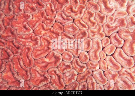 Organic texture of the hard coral Abstract background in trendy coral color . Stock Photo